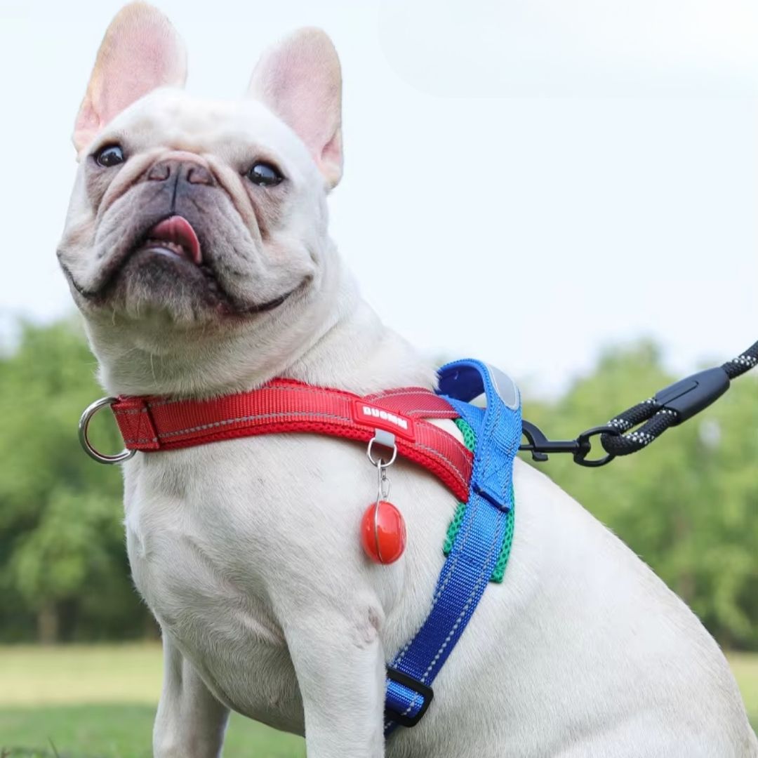 Saddle-Style Dog Harness