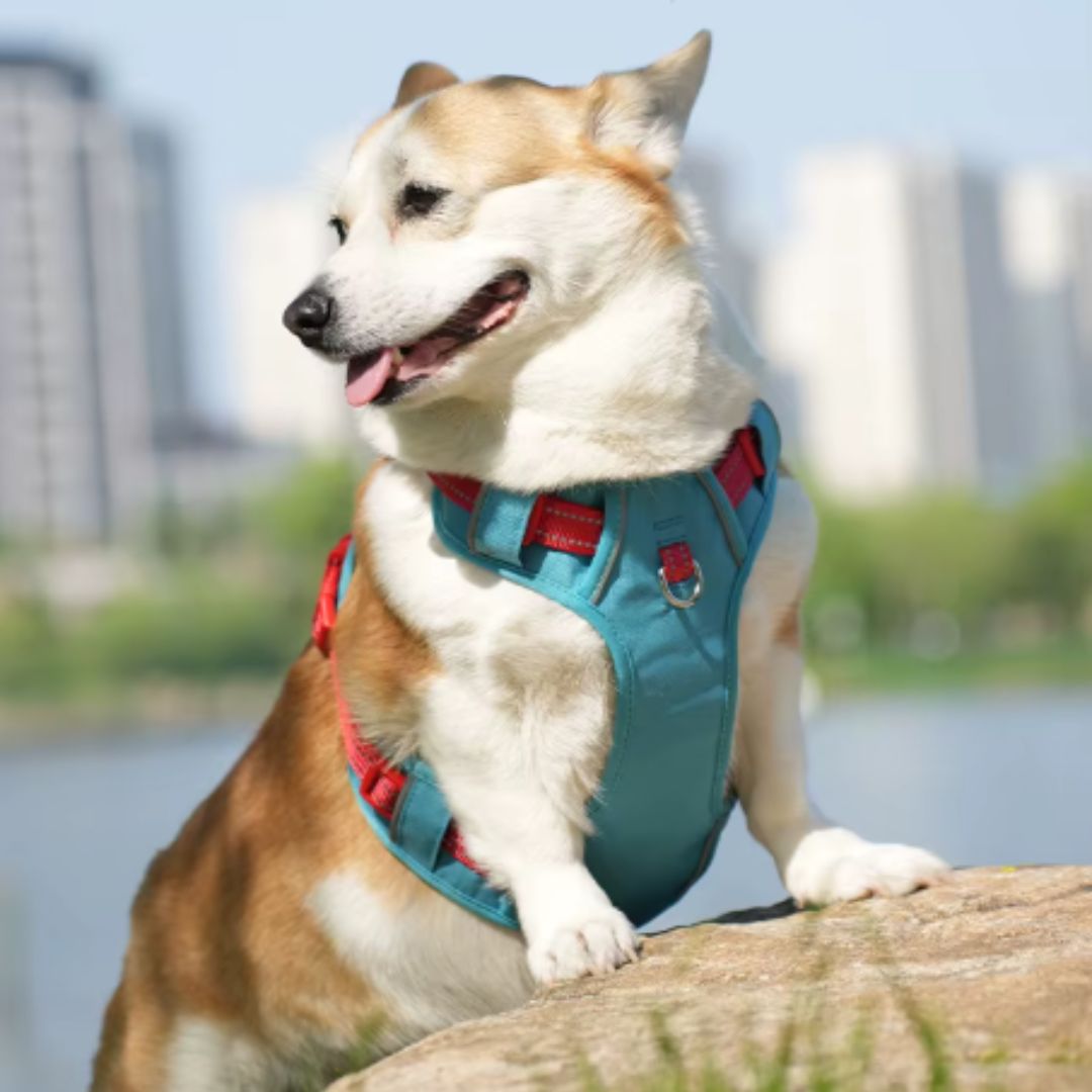 No-Pull Dog Harness