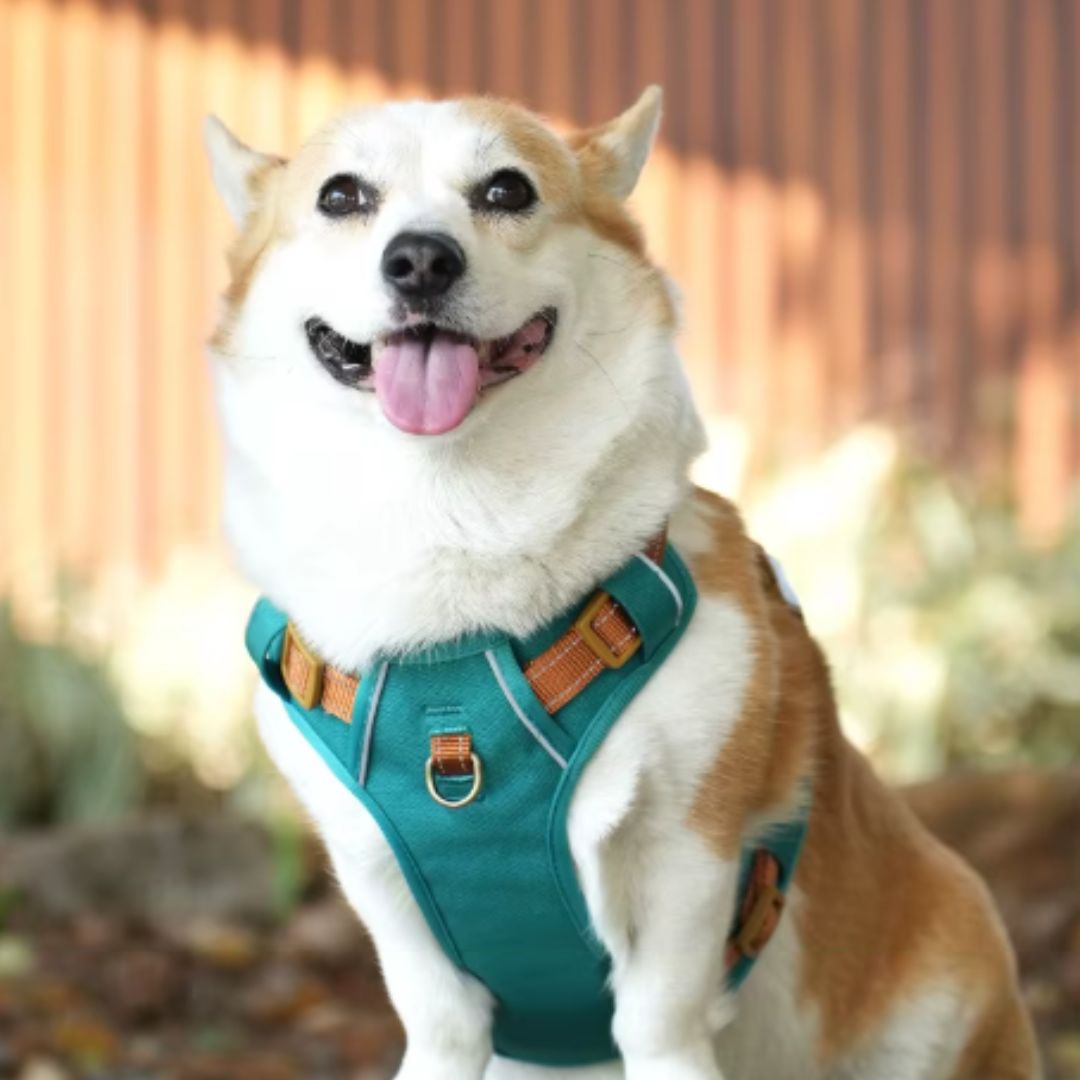 No-Pull Dog Harness