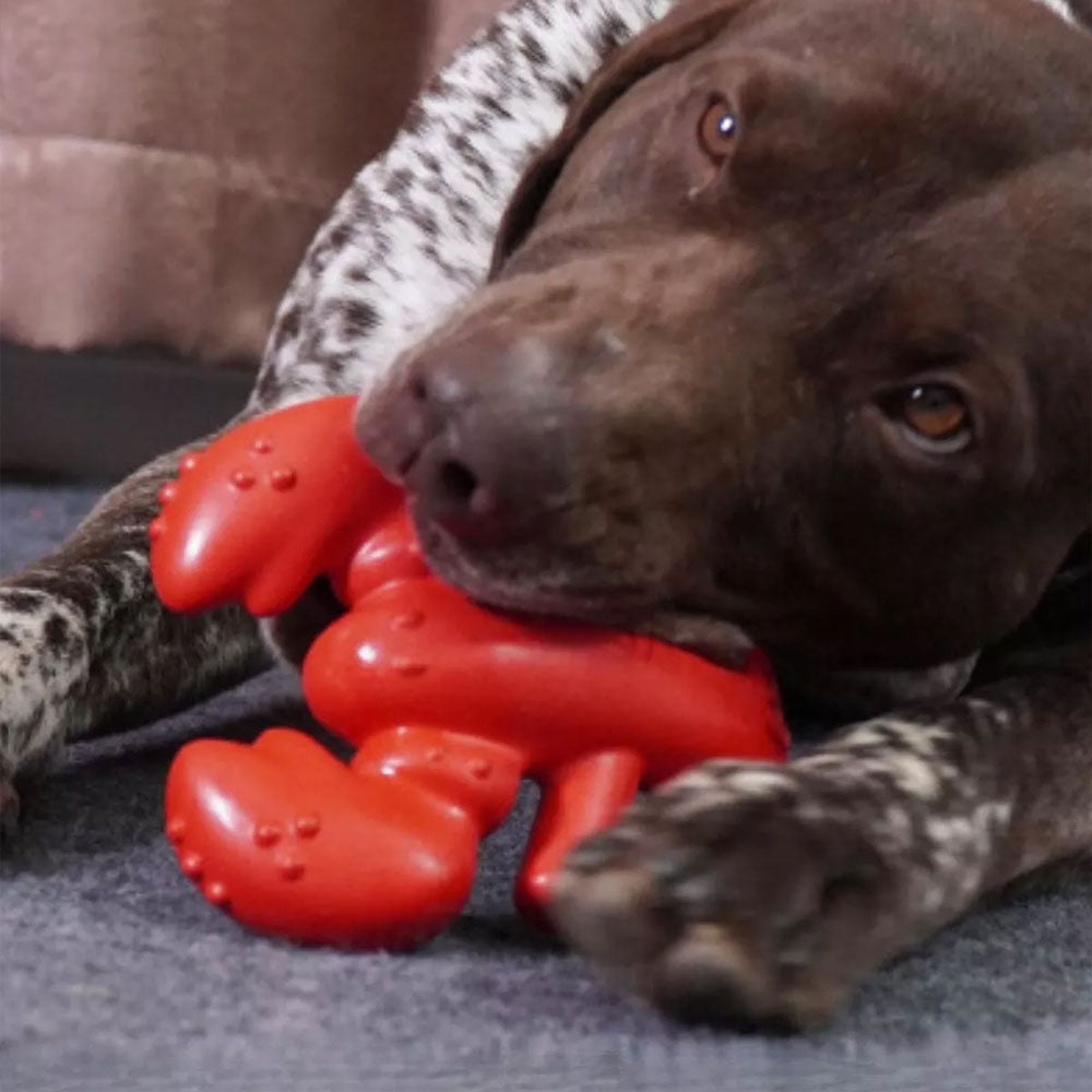Lobster Chew Toy for Pets