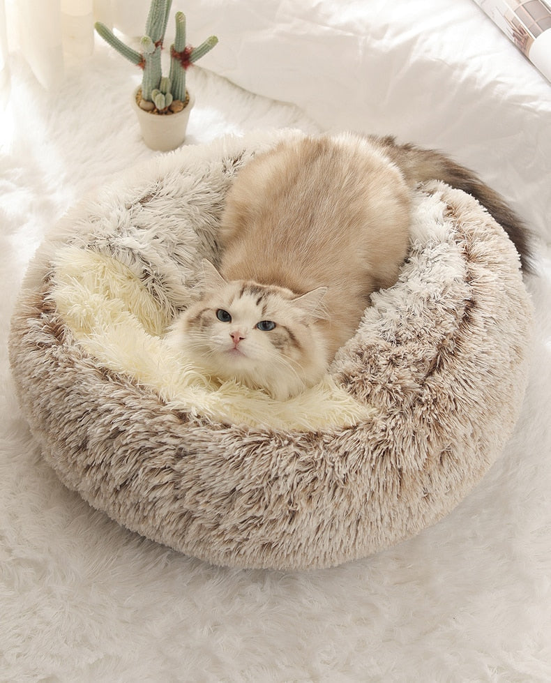 Cloud Pet Cave