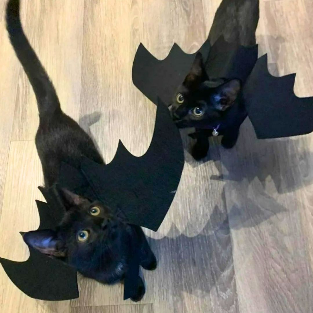 Bat Wings Pet Costume