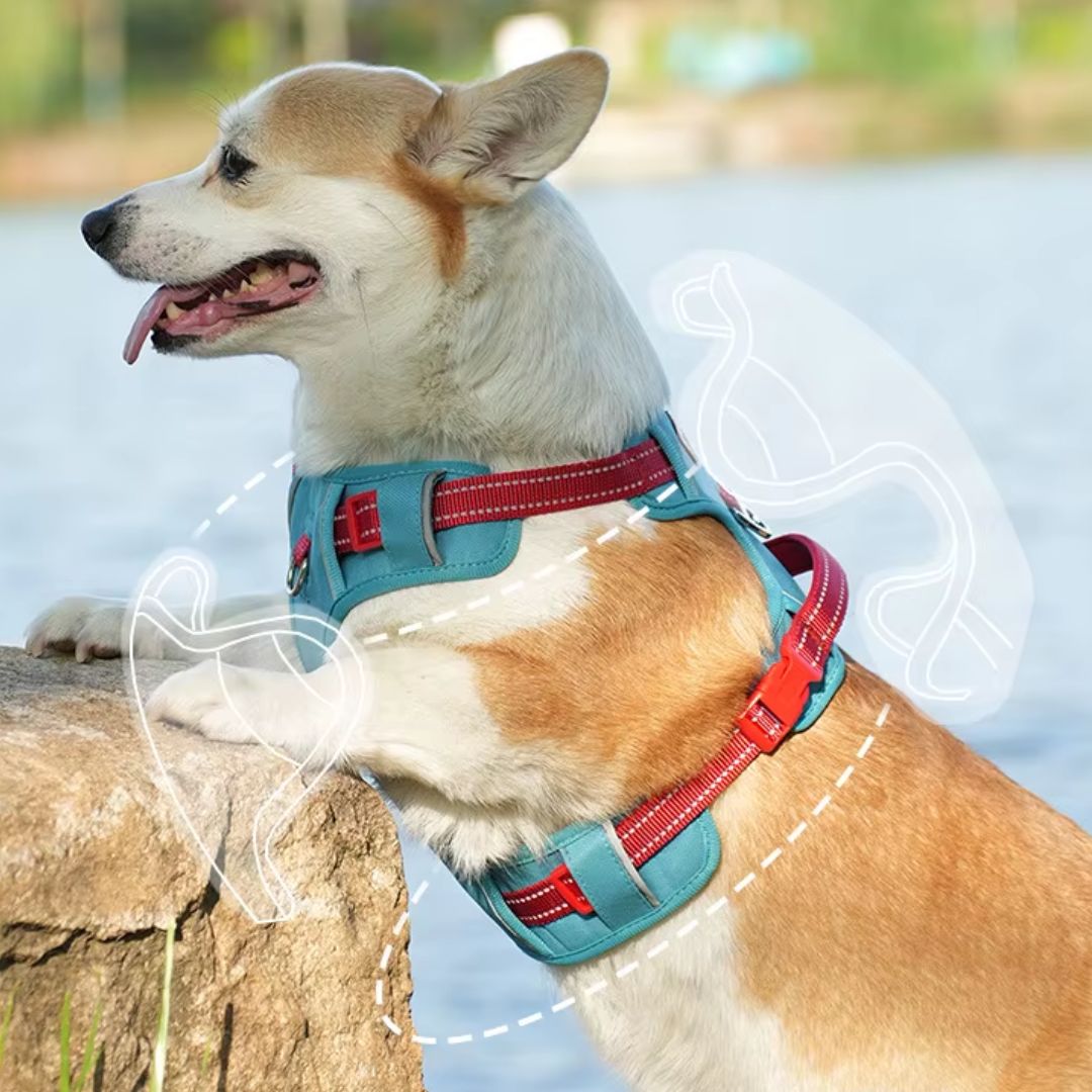 No-Pull Dog Harness
