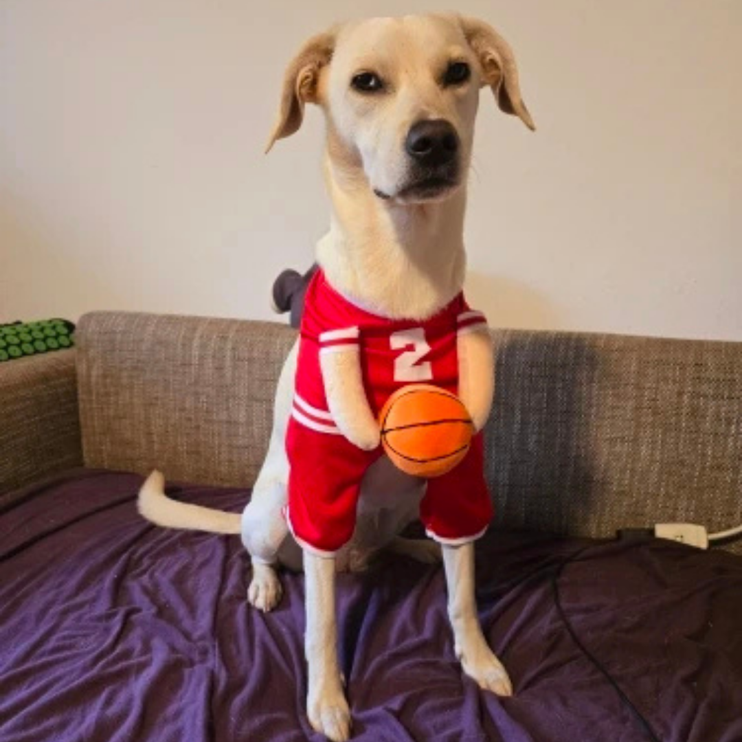 Basketball Uniform Costume for Dogs and Cats