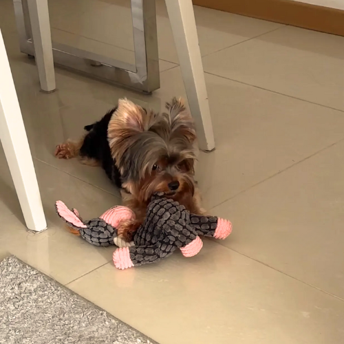 Zigzag Squeaky Toy for Pets