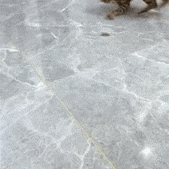 Electric Insect Toy for Cats